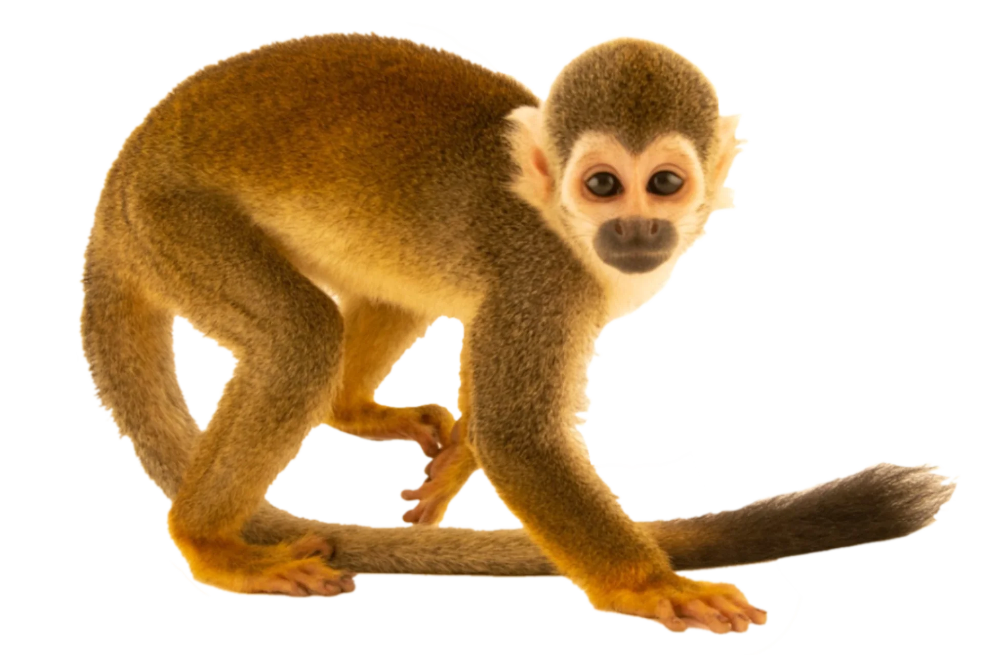Saimiri macrodon